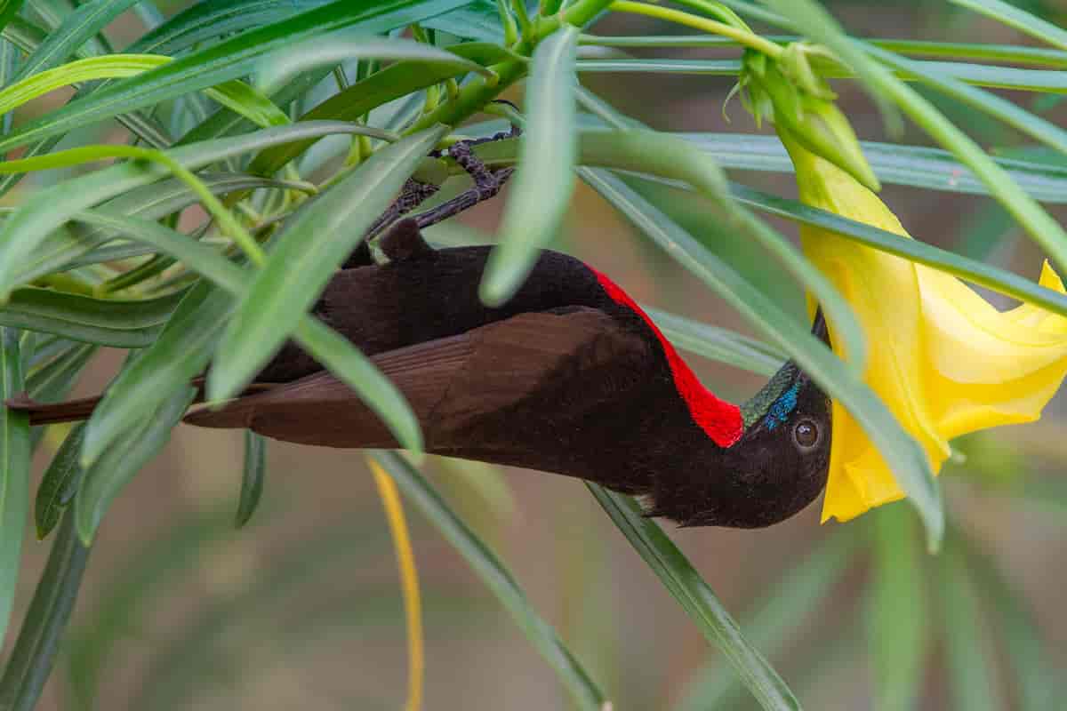 Skarlagenbrystsolfugl. Scarlet-chested Sunbird, Tanzania.