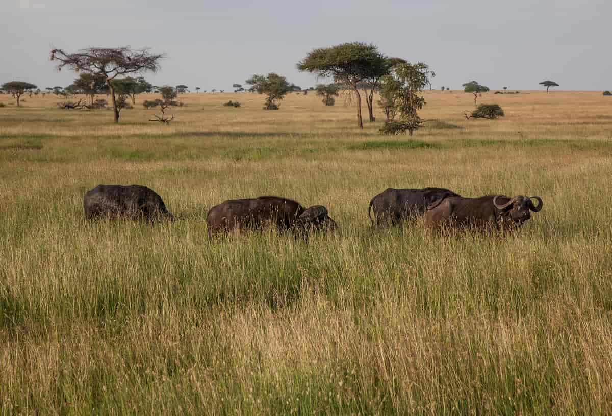 Bøffel i Serengeti