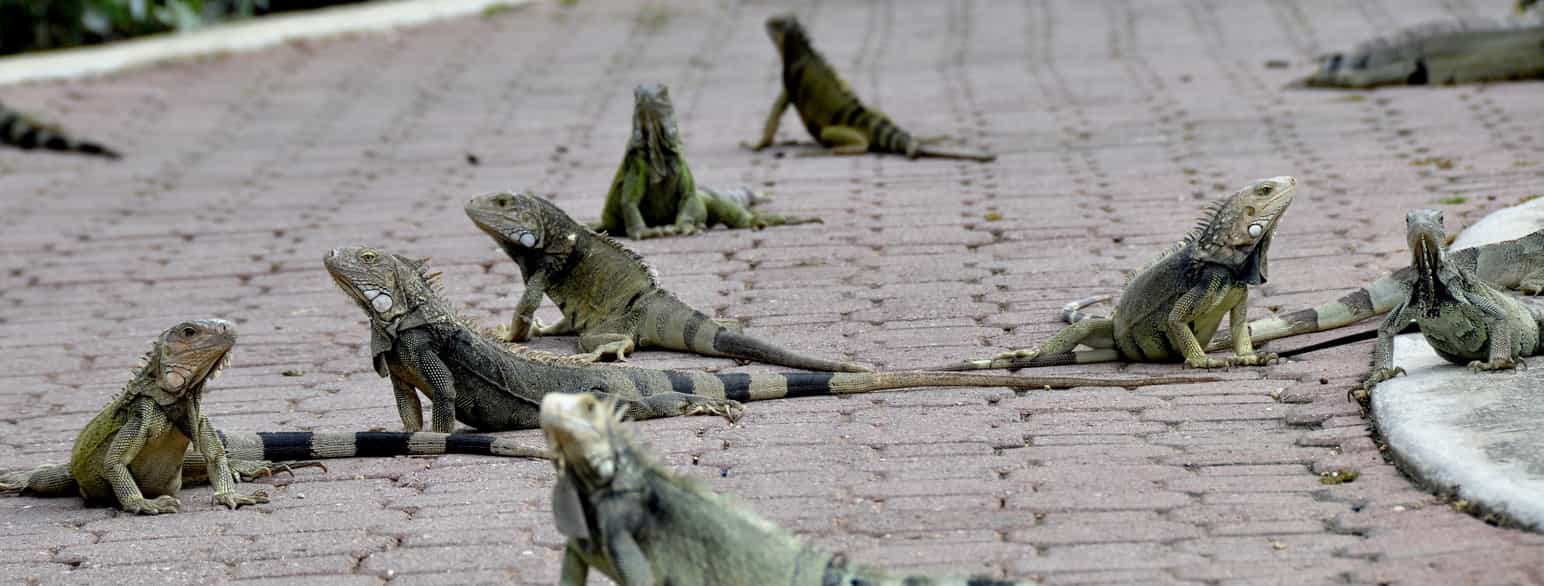 Iguanaer i Oranjestad