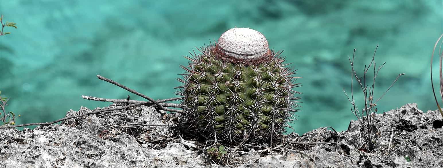 Kaktus på Bonaire