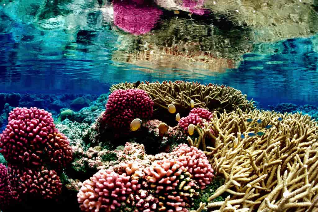 Korallrev