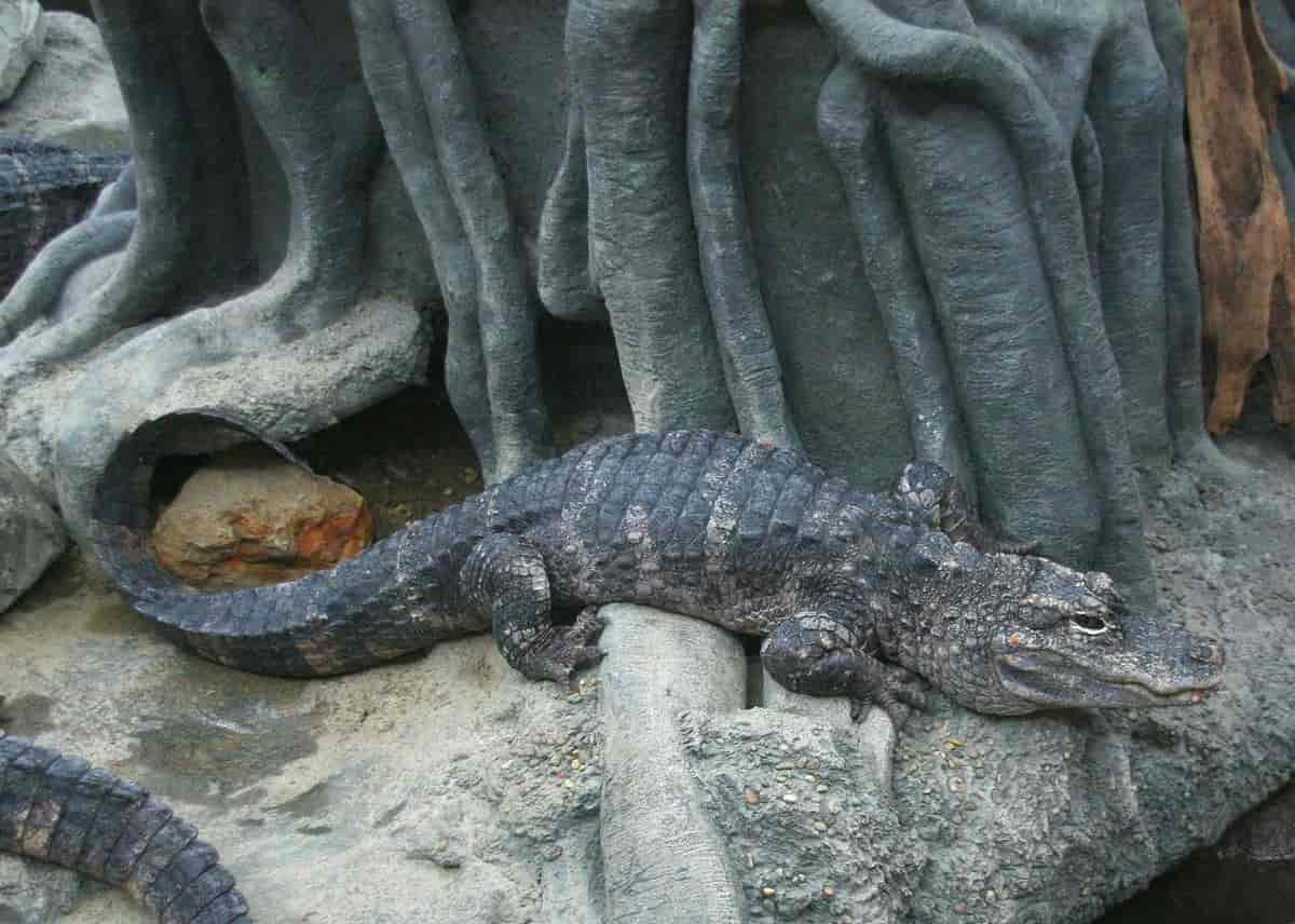 Kinaalligator i Cincinatti Zoo