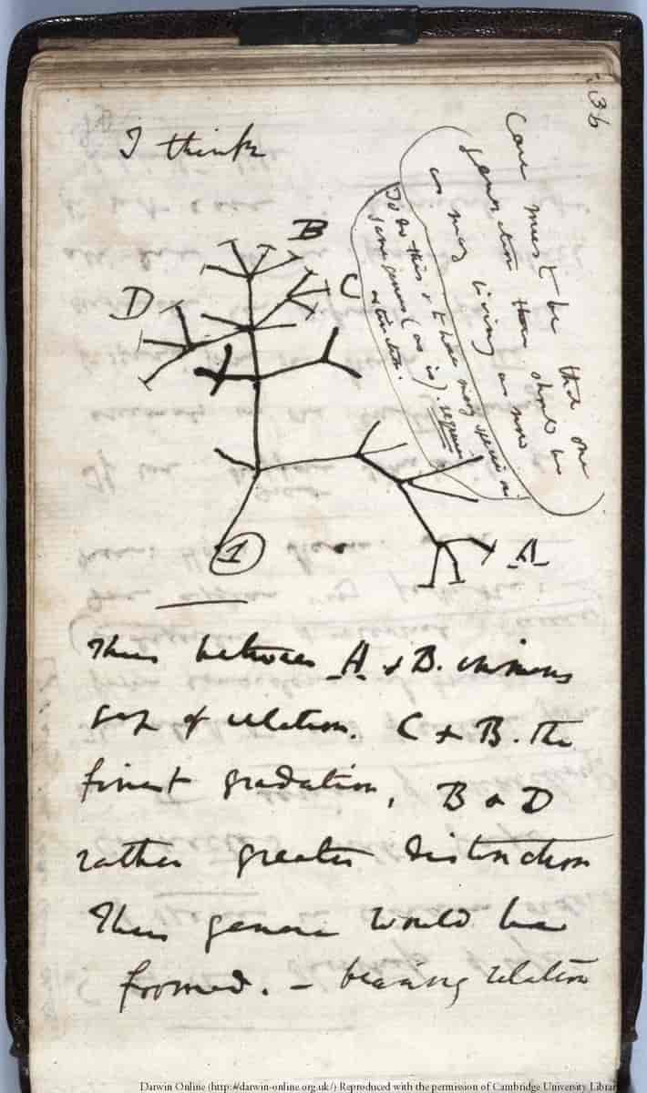Darwins illustrasjon av livets forgreninger.