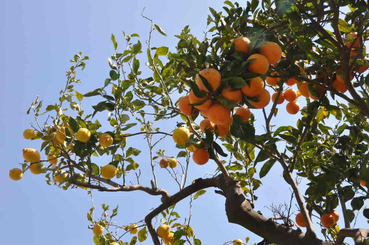 appelsin-sitrontre