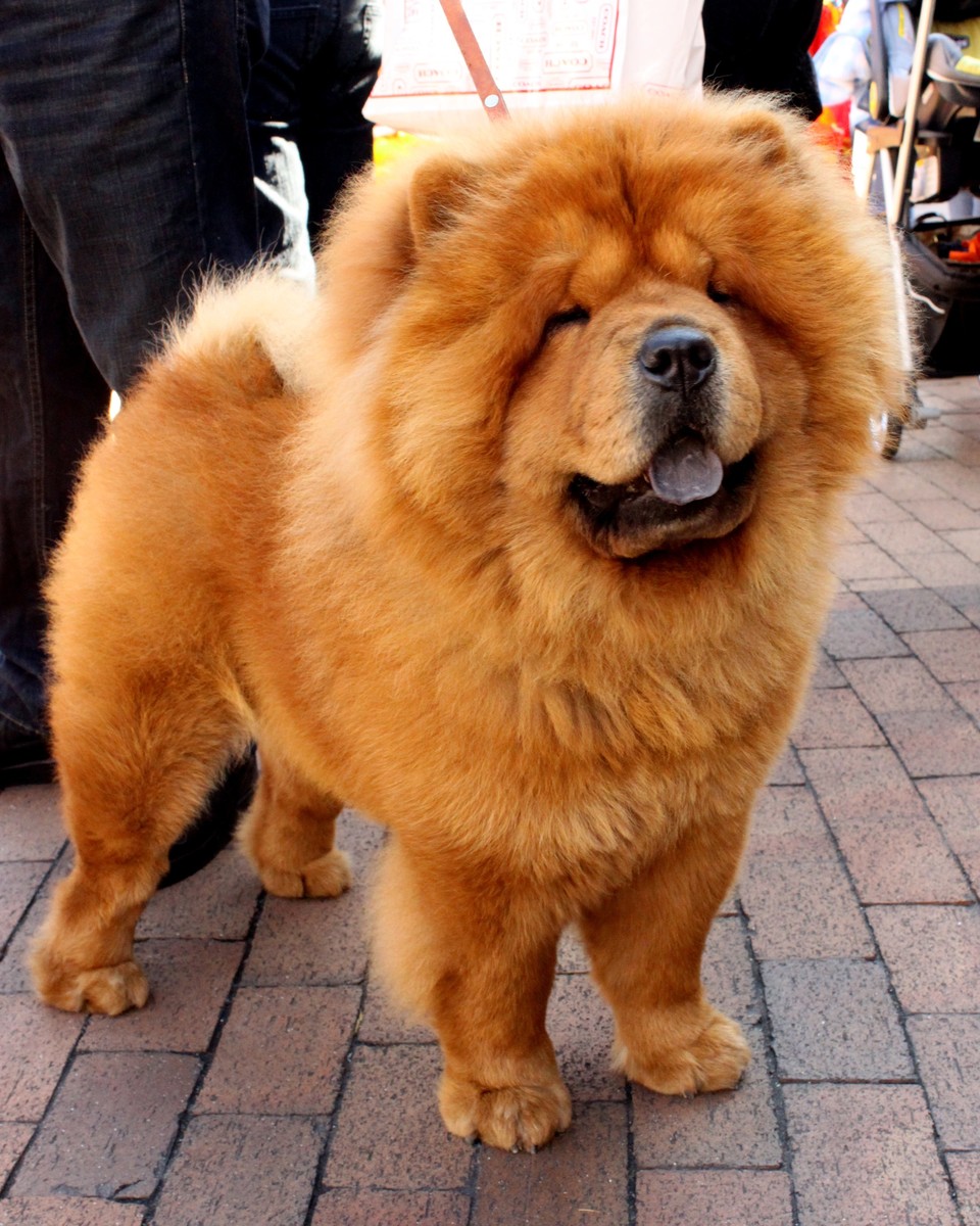 chow chow – Store norske