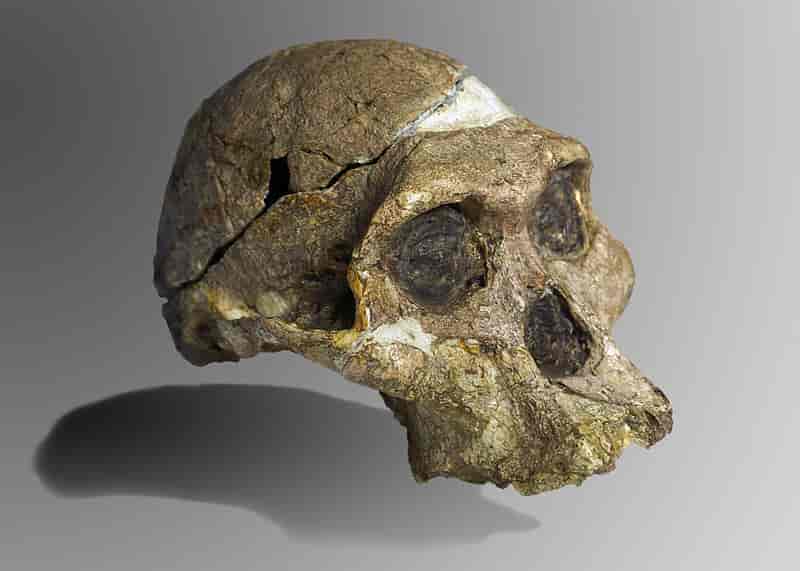 Australopithecine