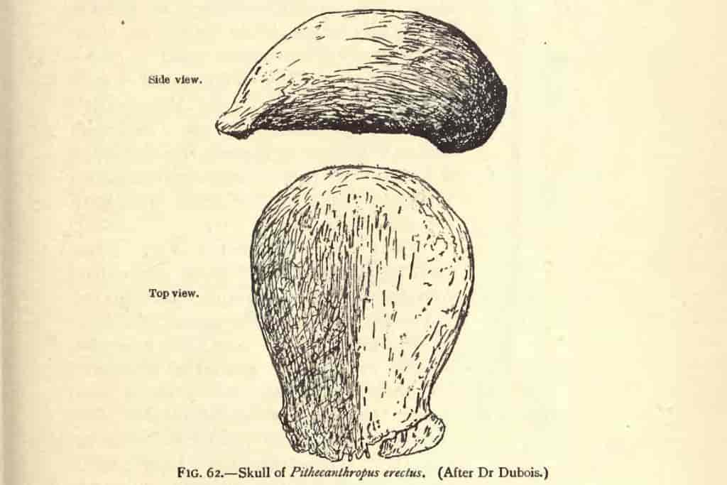 Homo erectus skalle