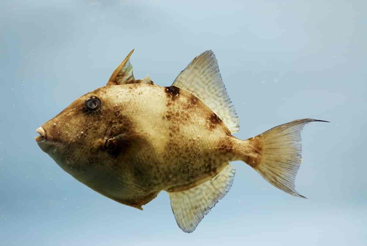 Grå avtrekkerfisk fra Mexicogolfen