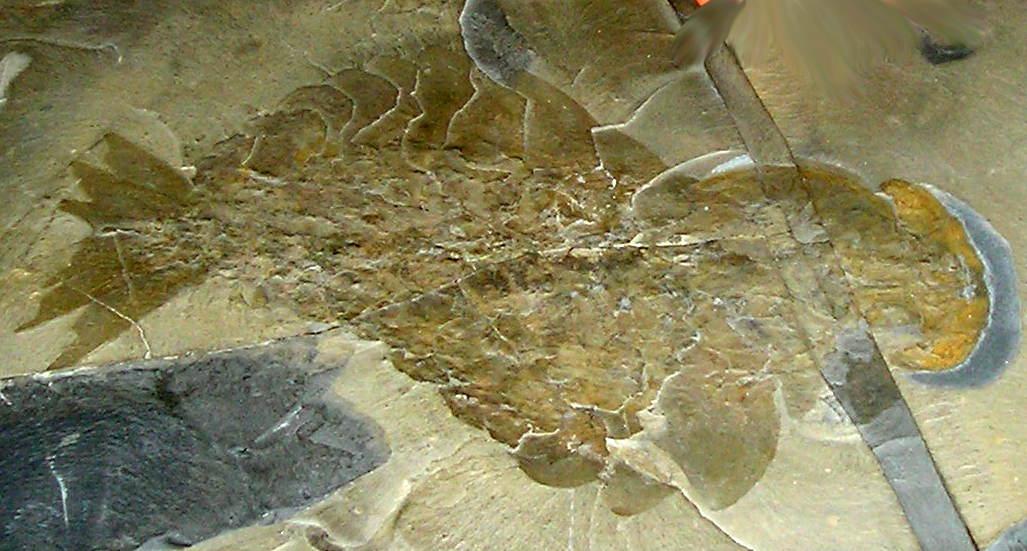 Fossil Anomalocaris