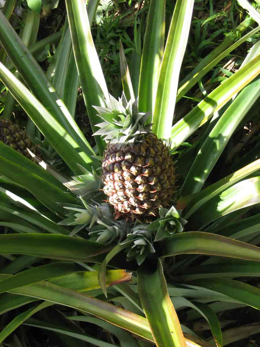 Ananasplante