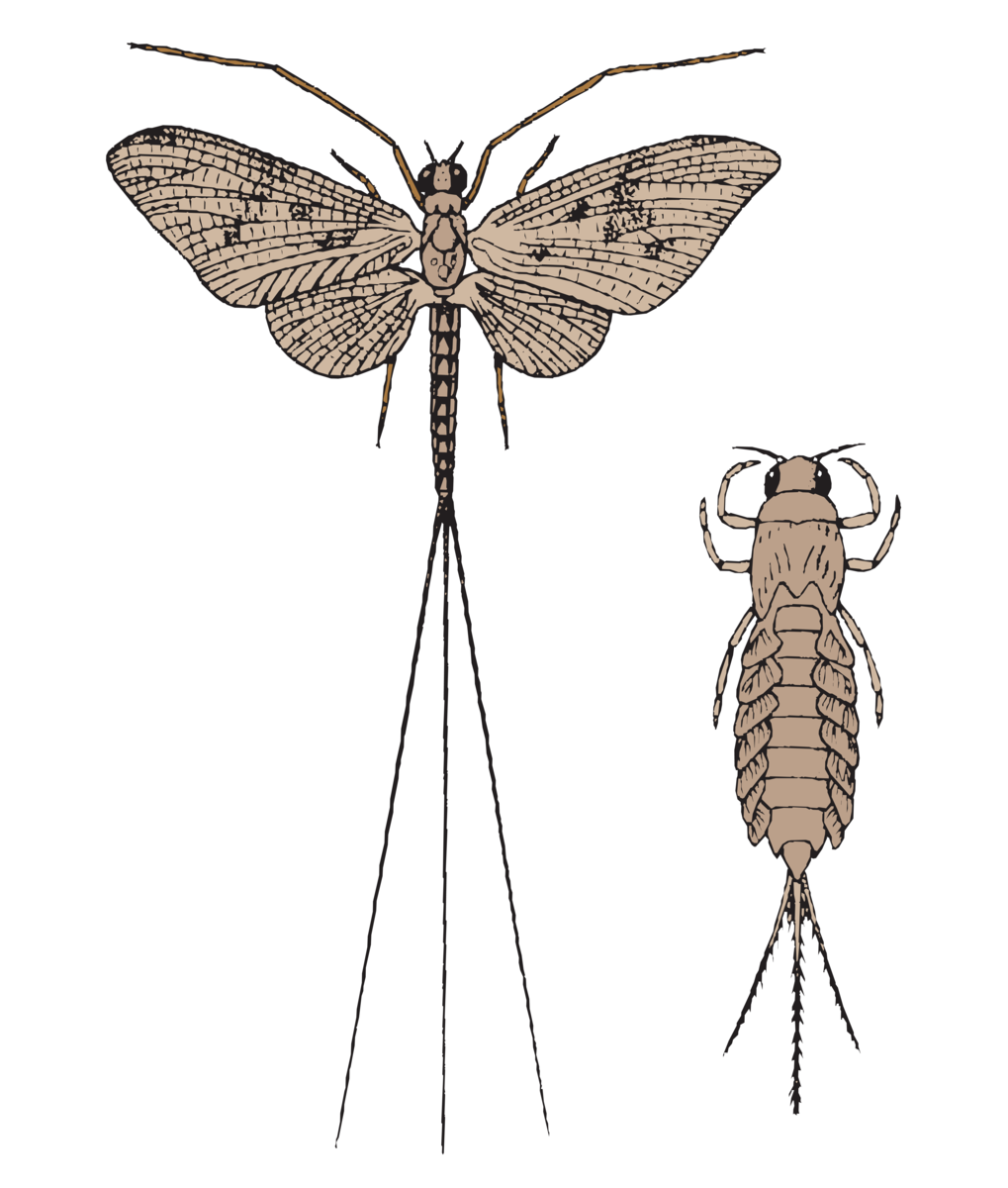 Døgnfluer (imago og larve)