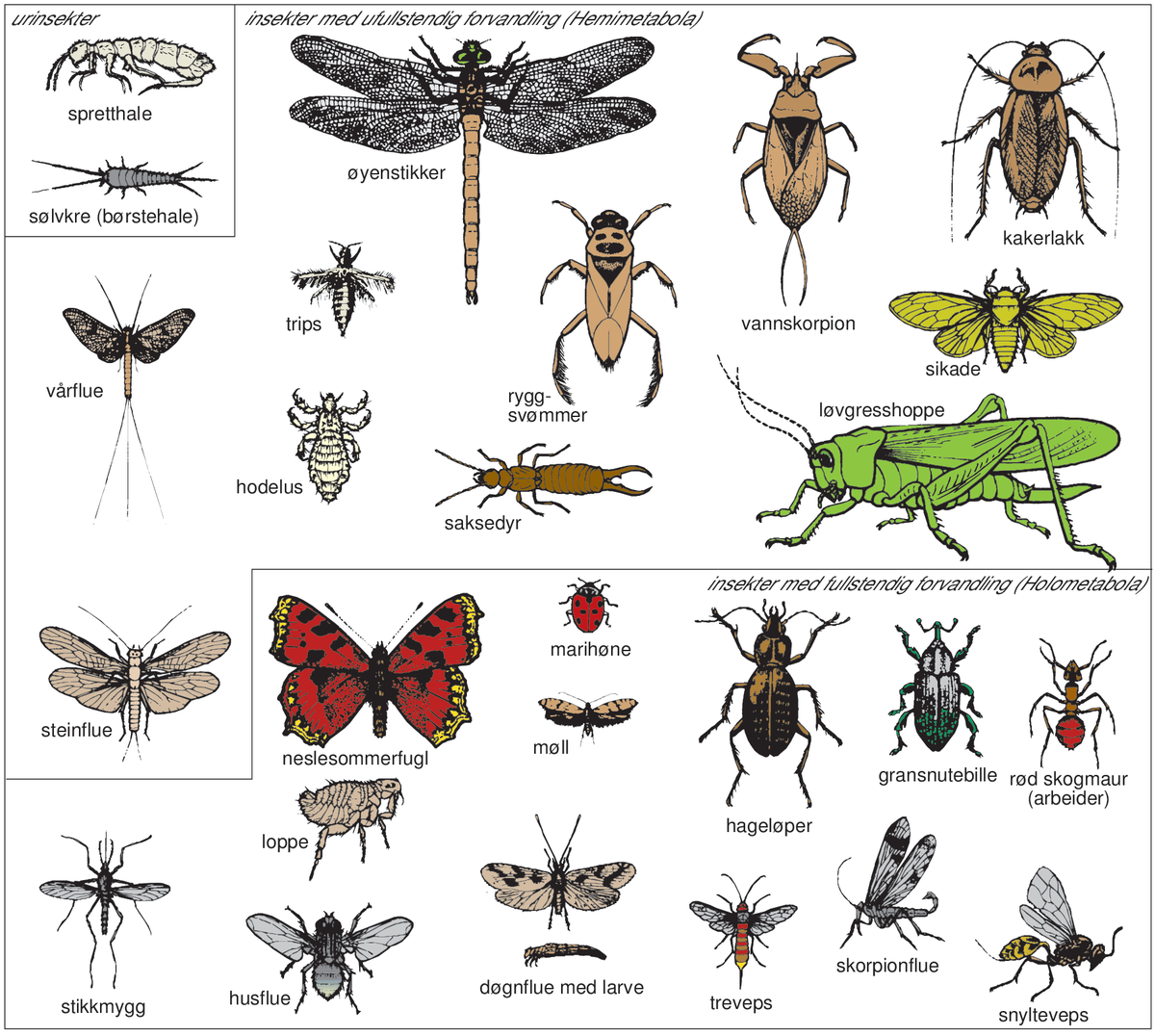Insekter (systematikk)