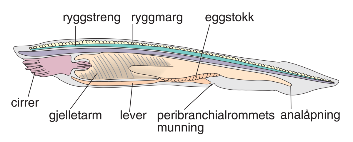 Lansettfisker (skjematisk tegning)