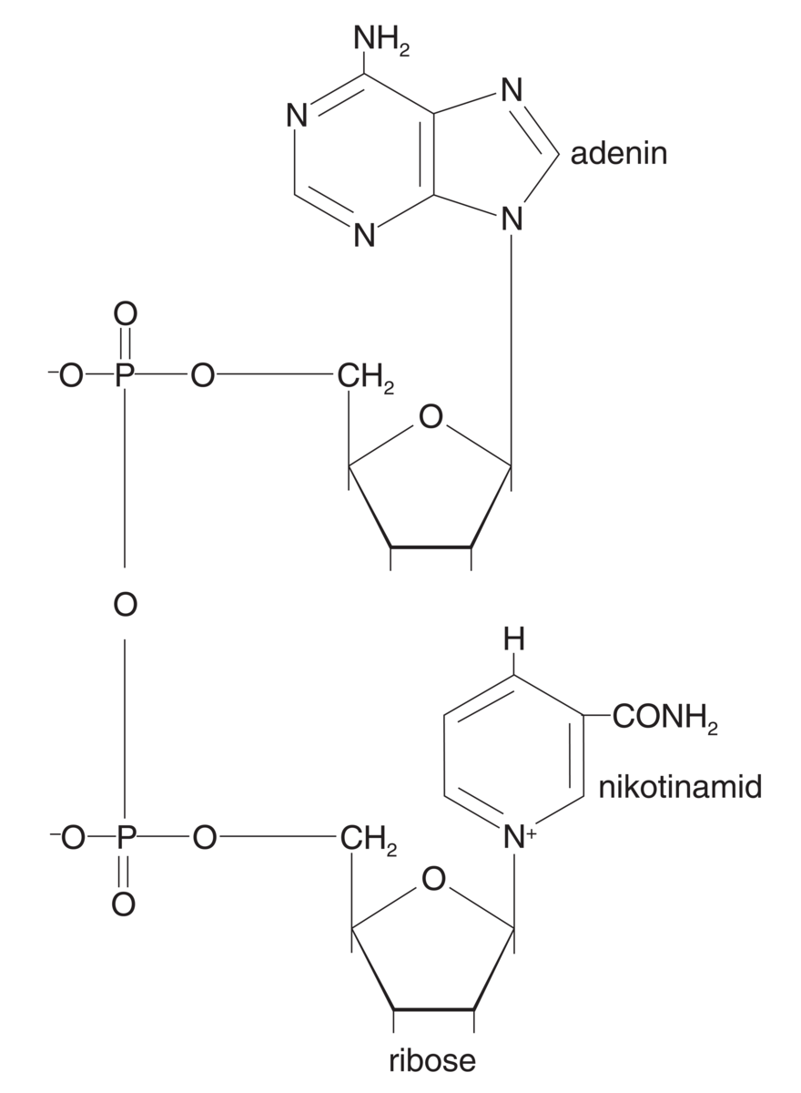 Nikotinamid-adenin dinukleotid