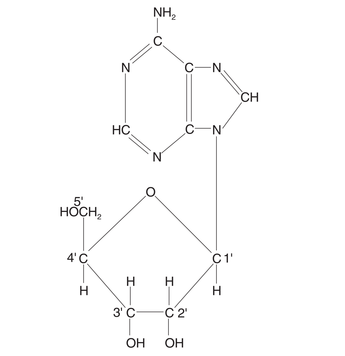 nukleosider (strukturformel)