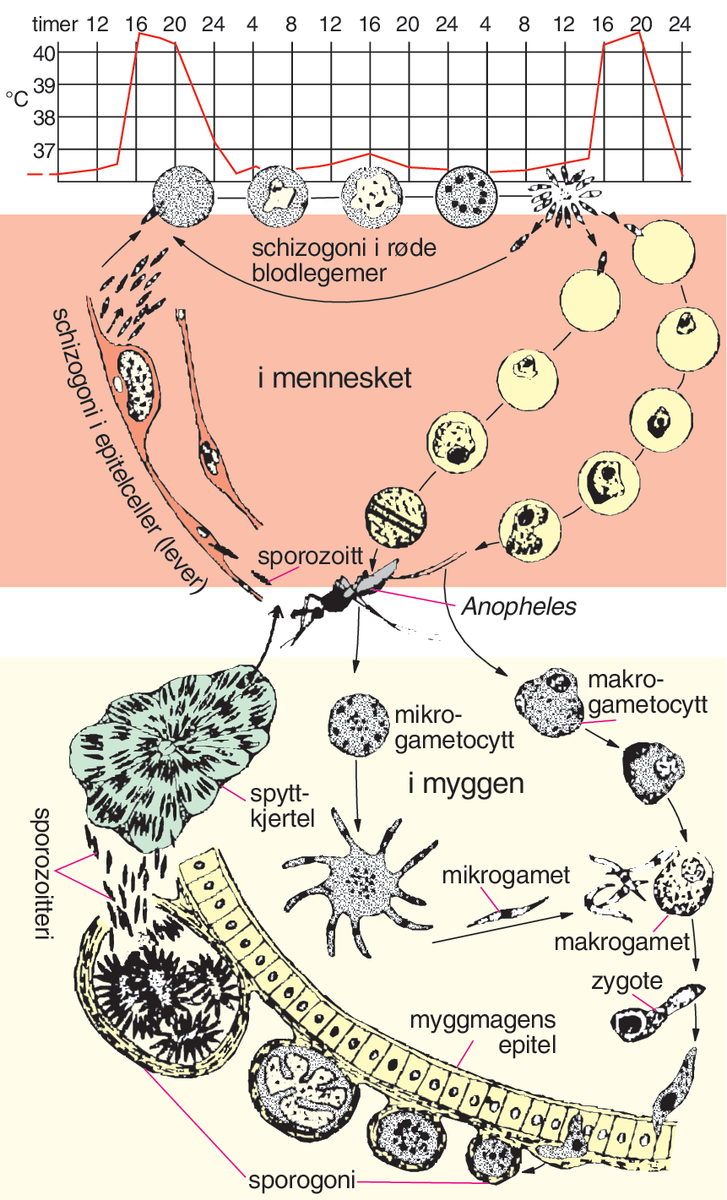 Sporedyr (tegning, malariaparasittens utviklingssyklus)