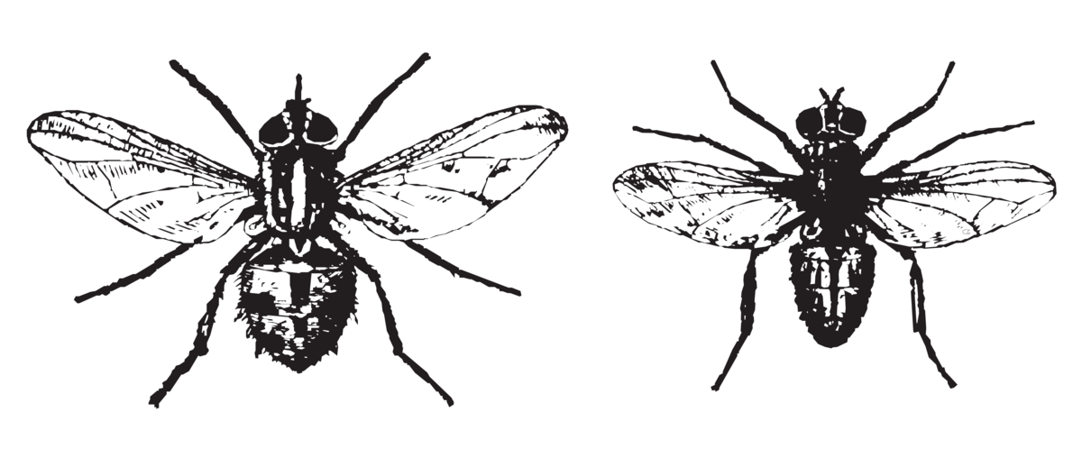 Stikkfluer (tegninger)