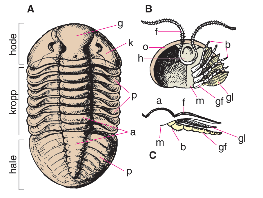 Trilobitter (tegning)