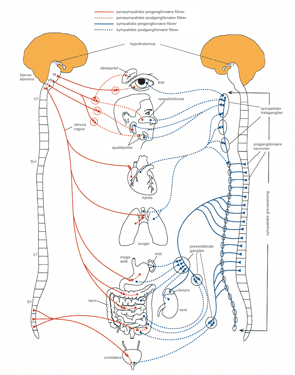 autonome nervesystem