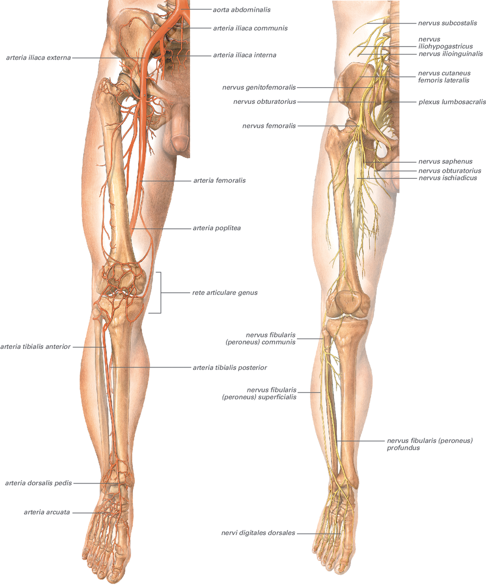Beinets arterier og nerver