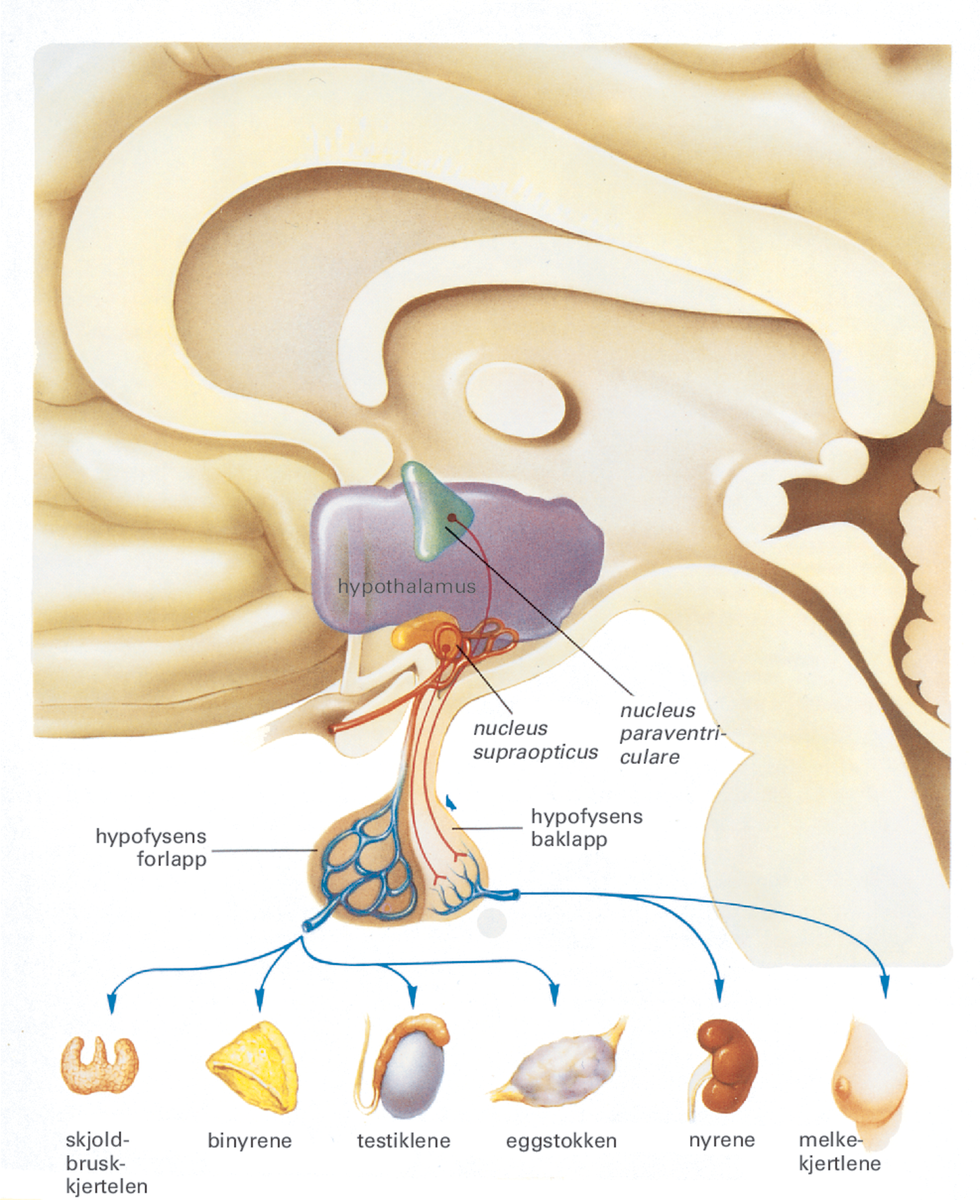 Hypothalamus.