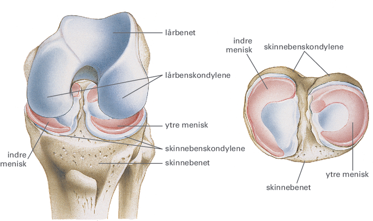 Структурные изменения мениска. Мениски коленного сустава анатомия. Мениск коленной чашечки что это такое. Коленный мениск анатомия. Внутренний мениск коленного сустава анатомия.