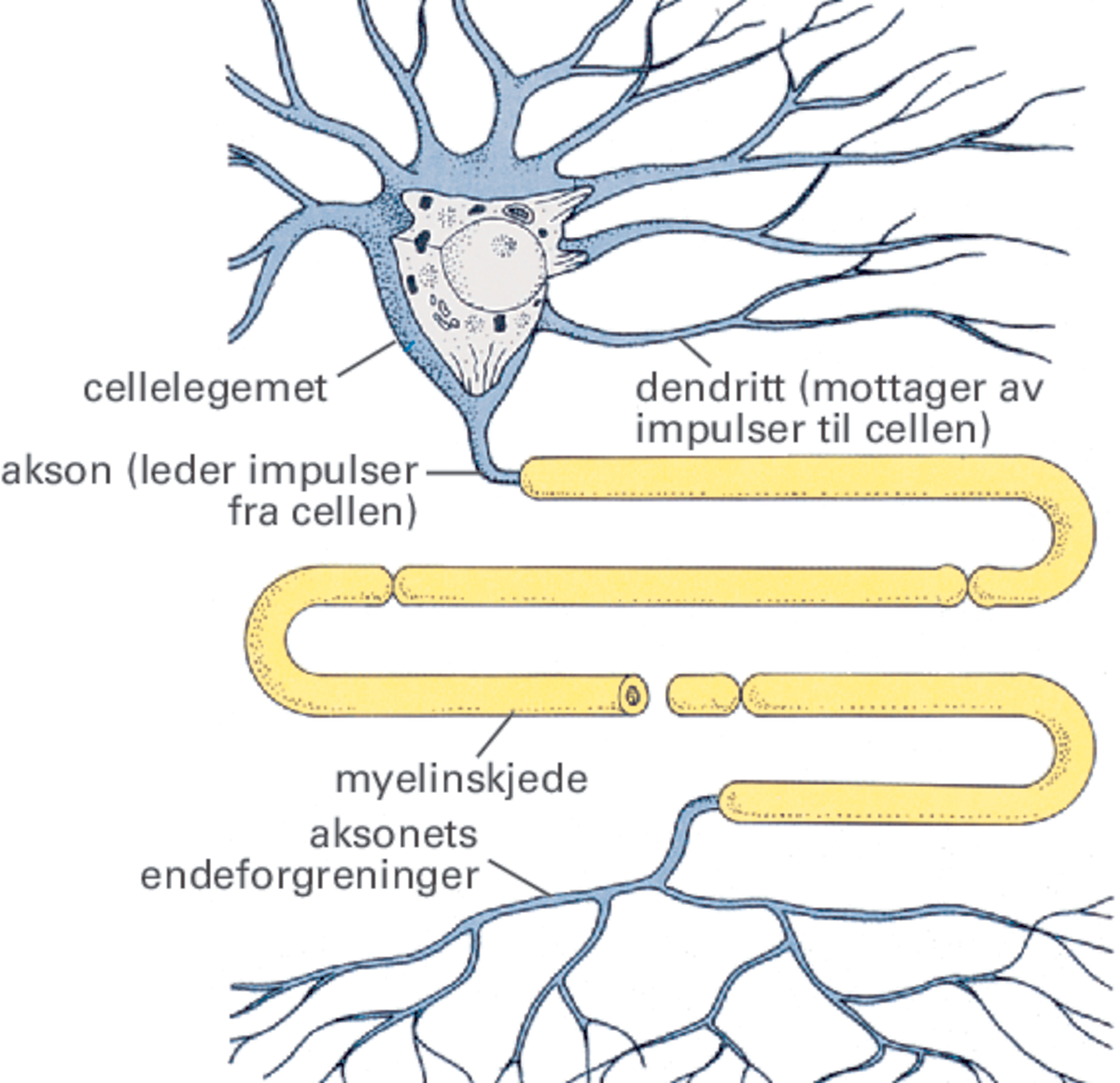 Figur av en nervecelle. Øverst er selve cellelegemet med mange utløpere som greinene på et tre. Fra cellelegemet går det én lang utløper, aksonet. Aksonet slynger seg frem og tilbake og er omgitt av en gul myelinskjede. Aksonet ender i mange endegrener, som et rotsystem. 