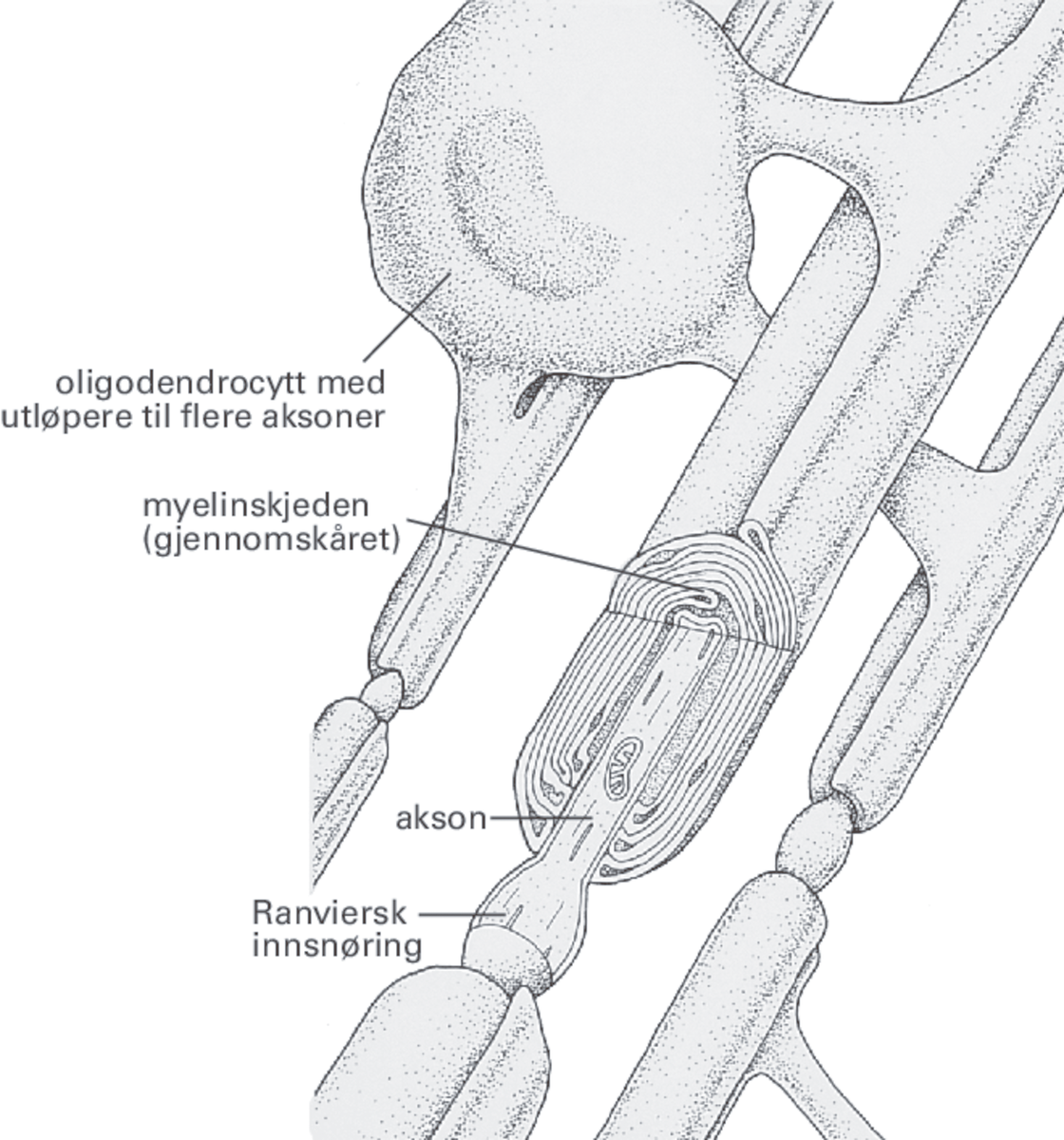 Illustrasjon av tre utsnitt av aksoner. Alle tre aksonene er omsluttet av en myelinskjede. Alle myelinskjedene kommer fra én oligodendrocytt. En av myelinskjedene er gjennomskåret og viser at myelinskjeden har mange lag. 