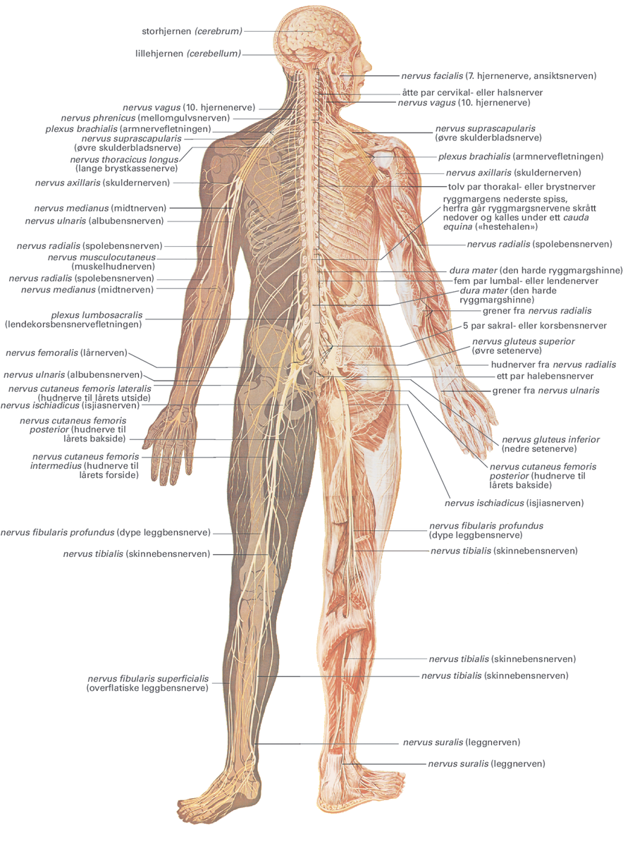 Figur av en stående menneskefigur. Hjernen, ryggmargen og alle kroppens nerver er fremstilt og navnsatt. 