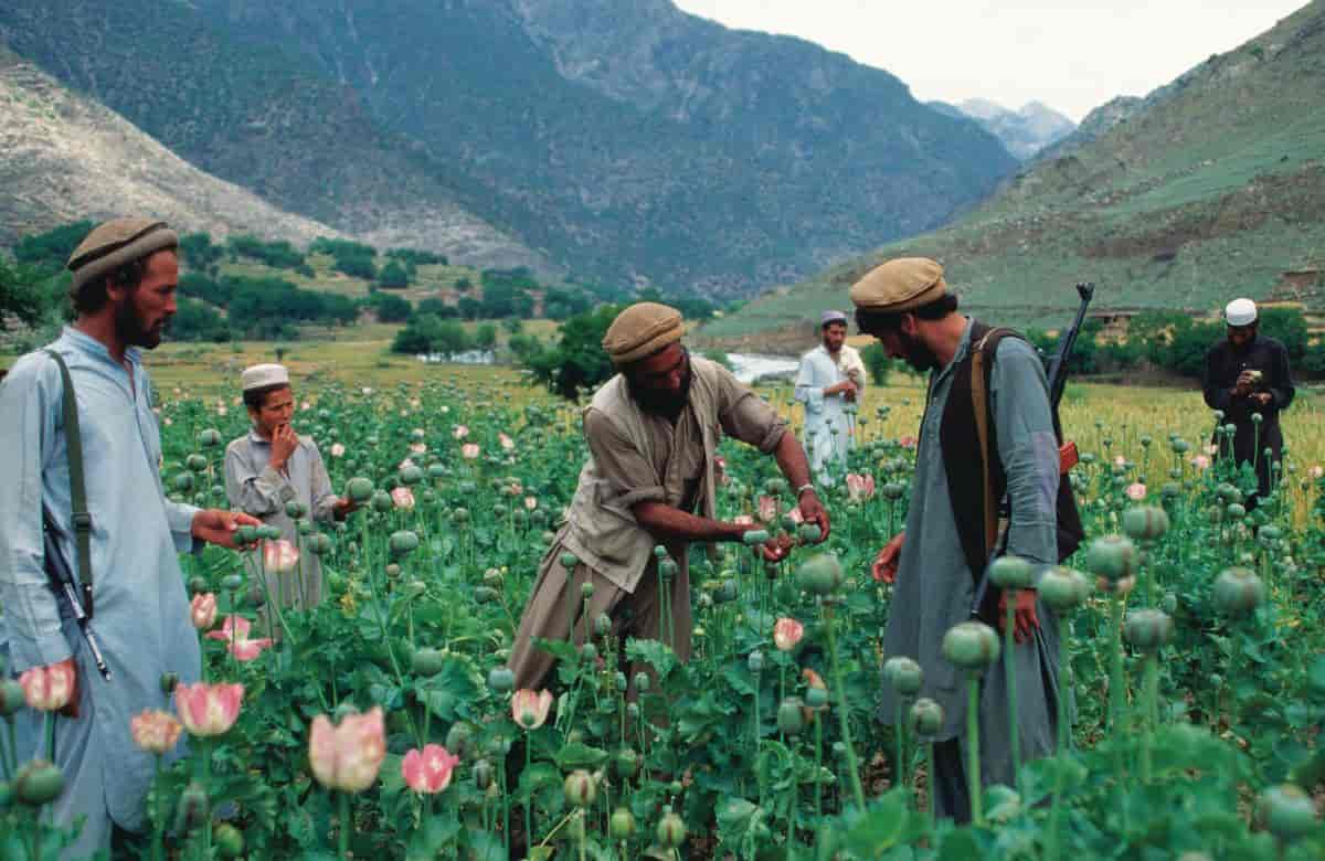 Afghanistan (Historie) (Opiumsdyrking)