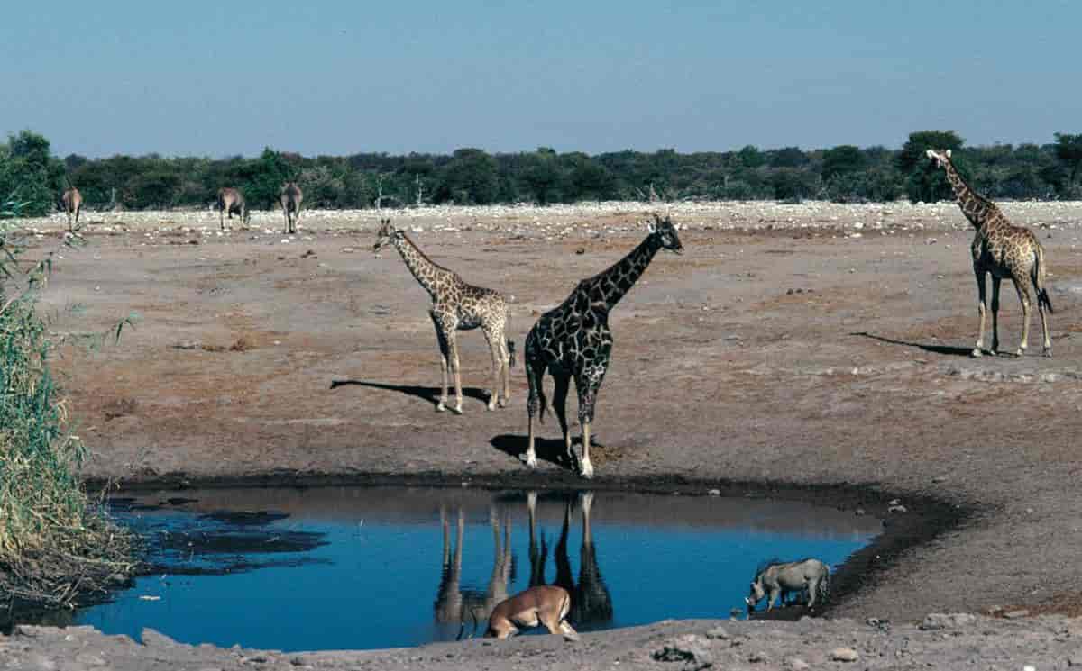 Afrika, dyreliv (vannhull)