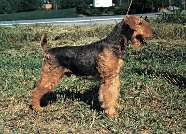 Standard Compressed Airedale Terrier 