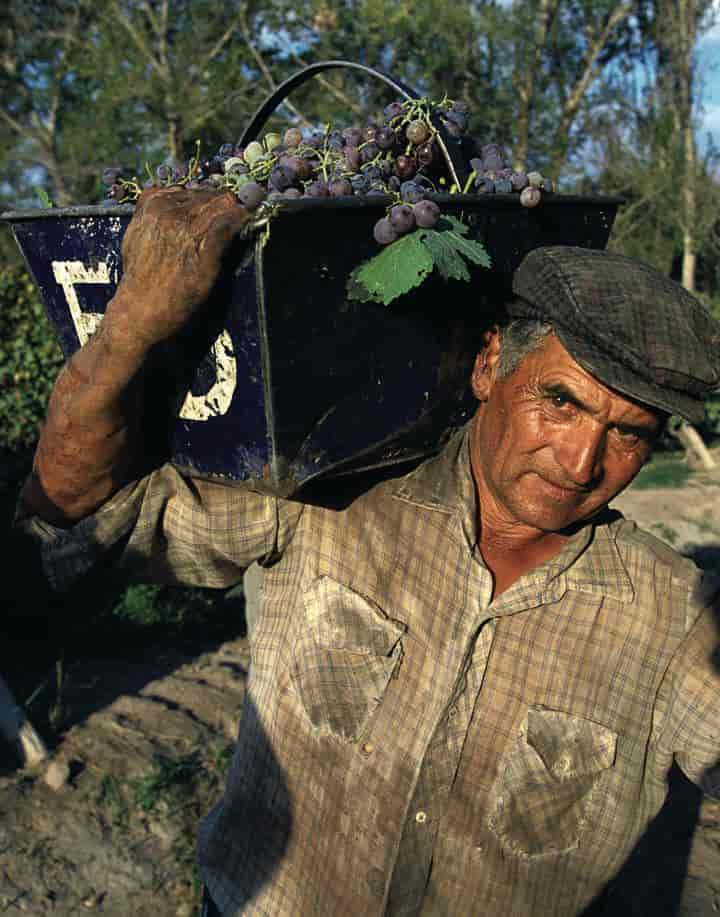 Argentina, vinproduksjon