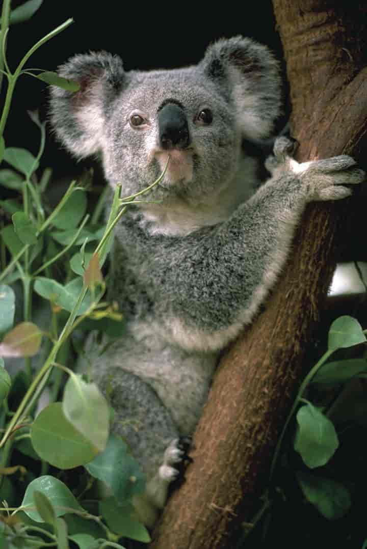 Foto av koala