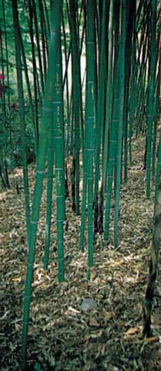 Frittvoksende bambus (Phyllostachys bambusoides)