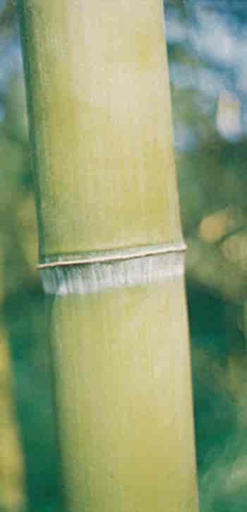 Bambus (ledd)