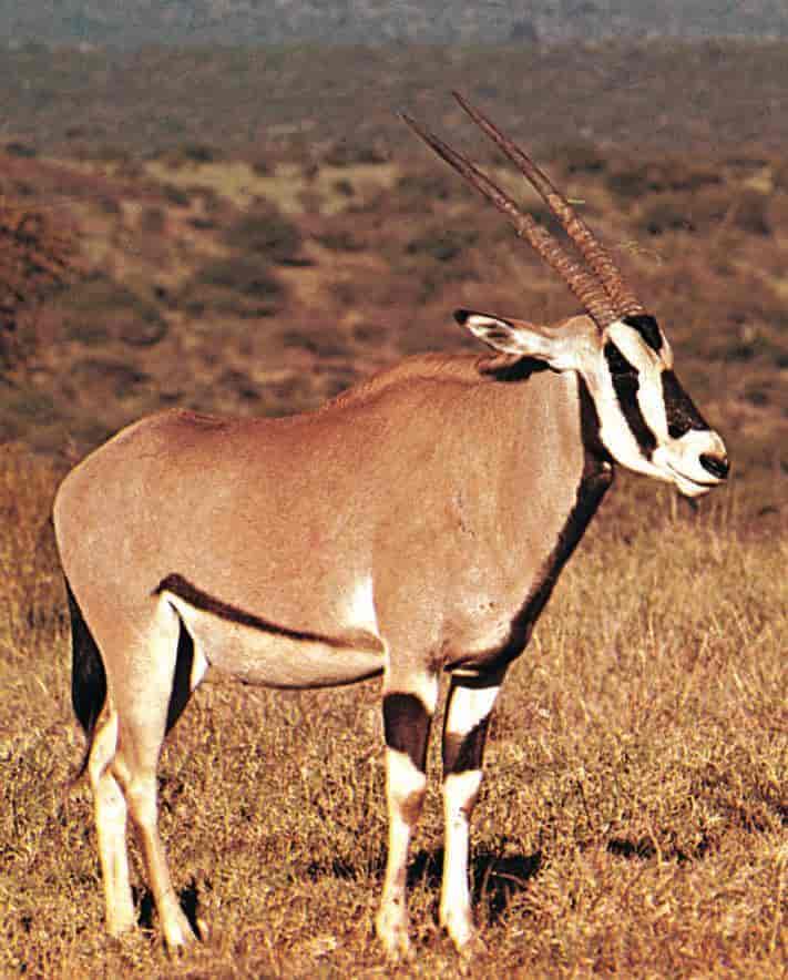 Beisa (Oryx gazella beisa)