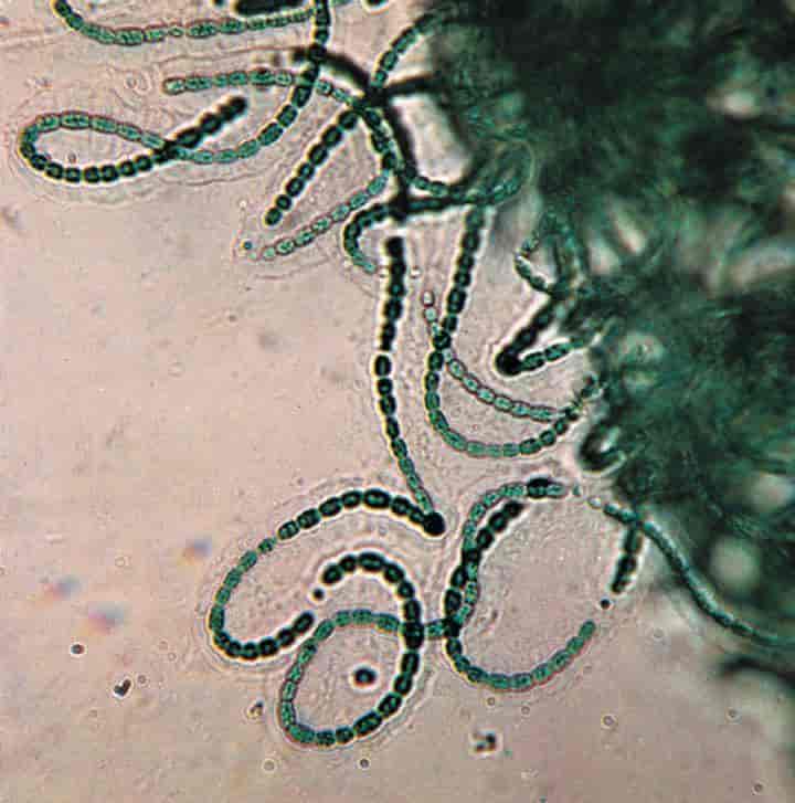 Blågrønnbakterier (Nostoc)