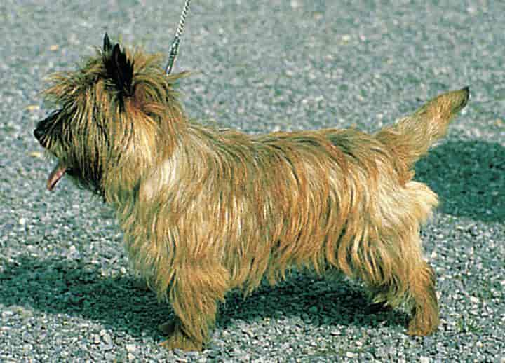 Cairn terrier