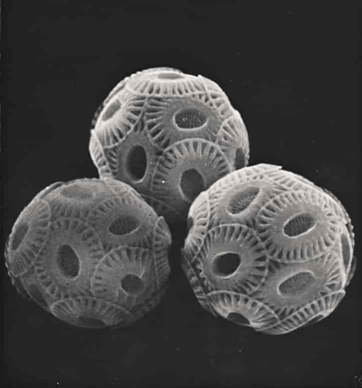 Kalkflagellater (foto)