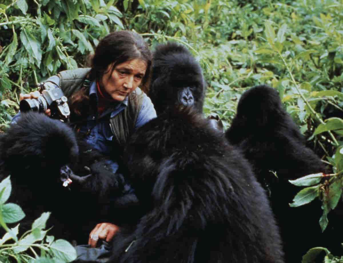 Fossey, Dian (foto)