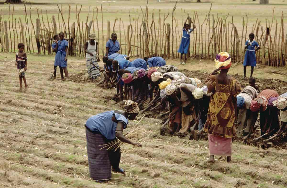 Gambia, jordbruk