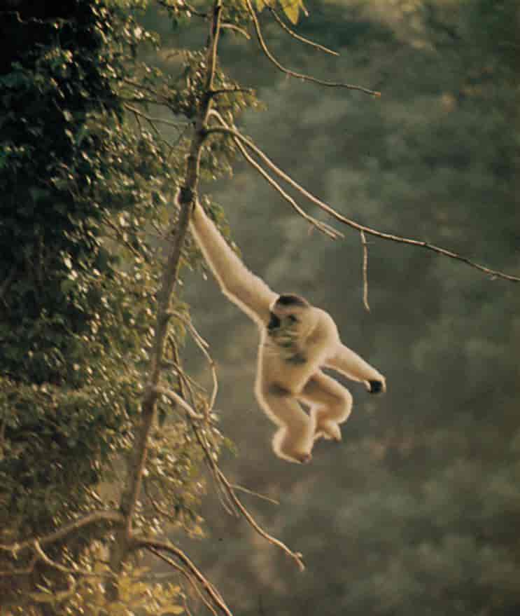 Foto av gibbon i et tre