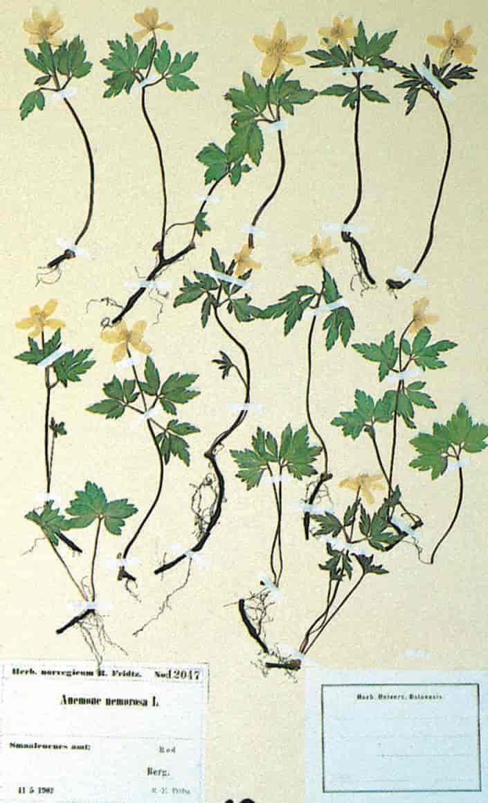 Herbarium (ark med hvitveis)