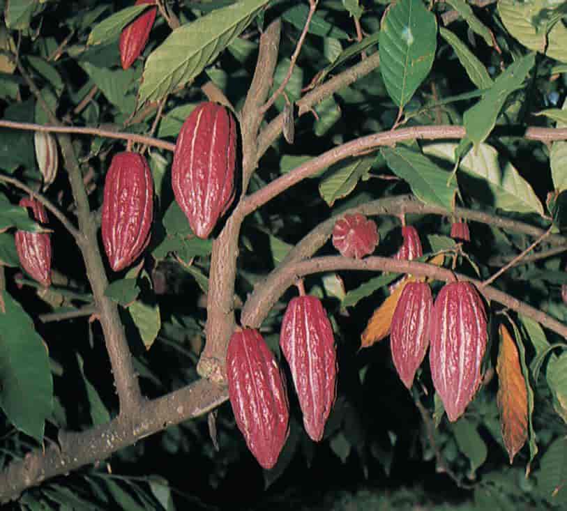 Kakao (modne frukter)