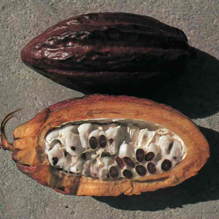 Kakao (bønner i fruktmasse)