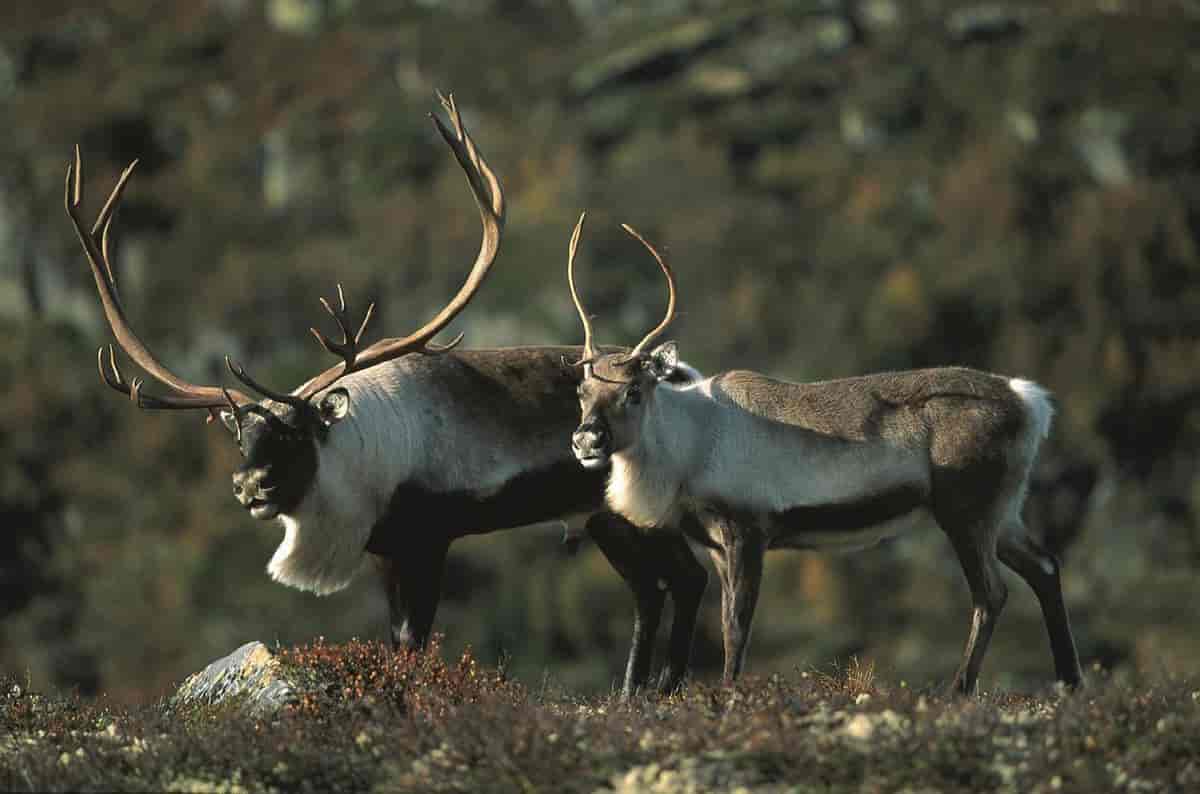 Kjønn (foto, reinsdyr, hann og hunn)