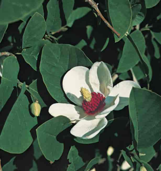 Magnolia (foto)