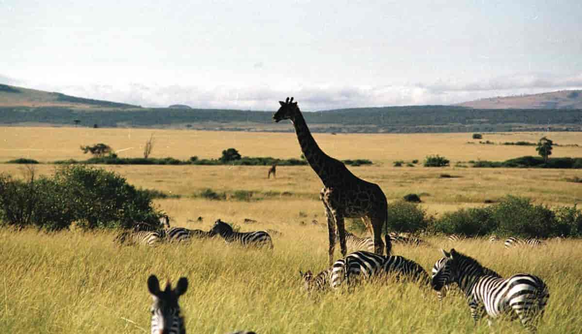 Masai Mara (savanne)