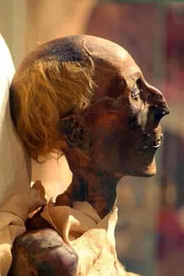 Mumie av Ramses 2